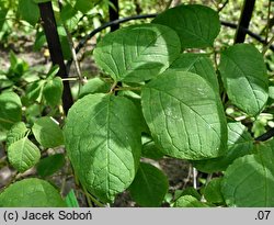 Sinofranchetia chinensis (sinofranszecja chińska)