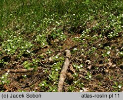Trientalis europaea (siódmaczek leśny)