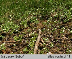 Trientalis europaea (siódmaczek leśny)