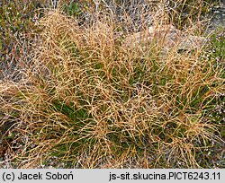 Juncus trifidus