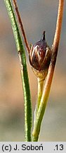 Juncus trifidus