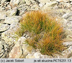 Juncus trifidus