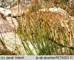 Juncus trifidus