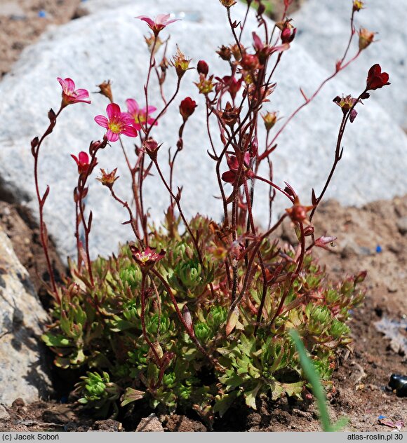 Saxifraga ×arendsii Blütenteppich