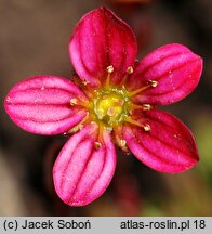 Saxifraga ×arendsii Blütenteppich