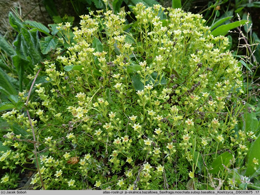Saxifraga moschata ssp. basaltica (skalnica darniowa bazaltowa)
