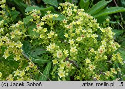 Saxifraga moschata ssp. basaltica (skalnica darniowa bazaltowa)