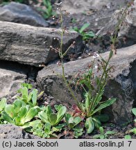 Saxifraga cotyledon (skalnica liścieniolistna)