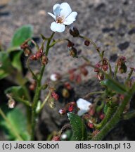 Saxifraga cotyledon (skalnica liścieniolistna)