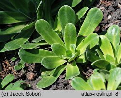 Saxifraga cotyledon (skalnica liścieniolistna)