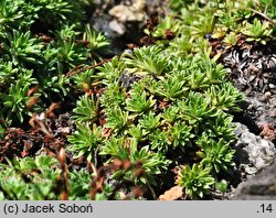 Saxifraga ×apiculata (skalnica poduszkowata)