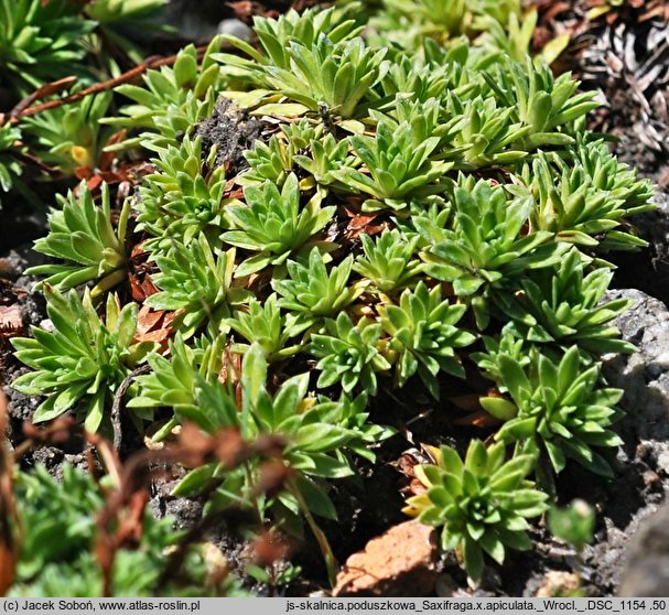 Saxifraga ×apiculata (skalnica poduszkowata)