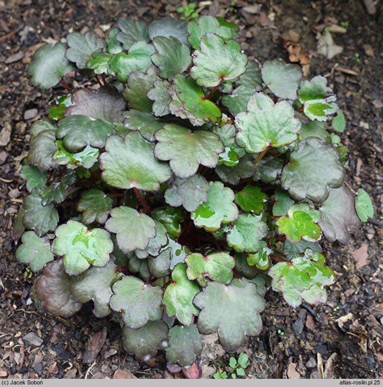 Saxifraga fortunei Trina