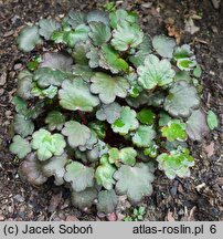 Saxifraga fortunei Trina