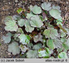 Saxifraga fortunei Trina