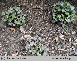 Saxifraga fortunei Trina