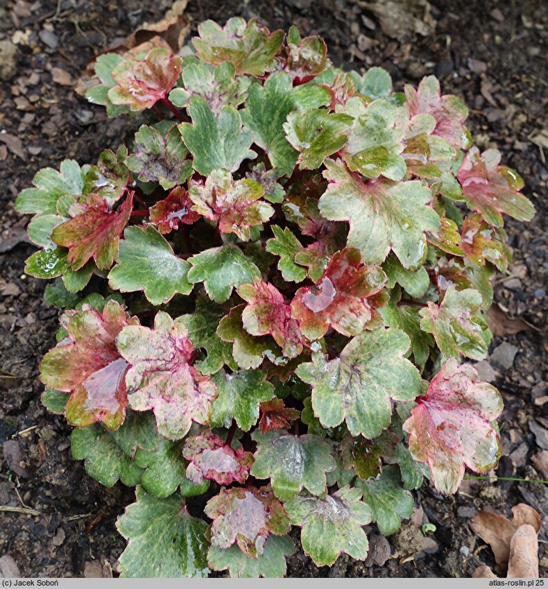 Saxifraga fortunei Twinkie