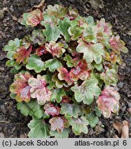 Saxifraga fortunei Twinkie