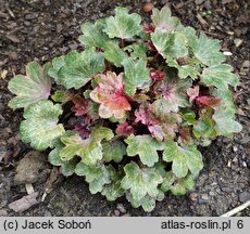 Saxifraga fortunei Twinkie