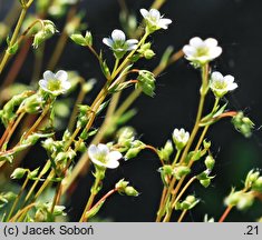Saxifraga tenella