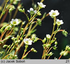 Saxifraga tenella