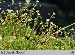 Saxifraga tenella