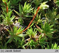 Saxifraga tenella