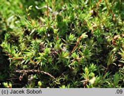 Saxifraga tenella