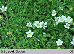 Saxifraga tombeanensis