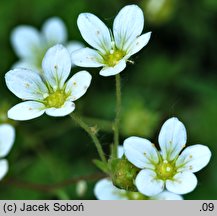 Saxifraga tombeanensis