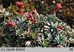 Saxifraga ×landaueri