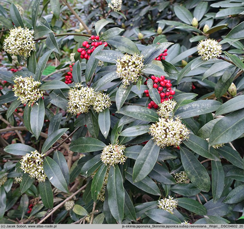 Skimmia reevesiana (skimmia Reevesa)