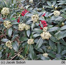 Skimmia reevesiana (skimmia Reevesa)