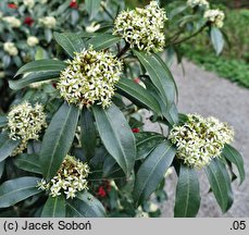 Skimmia reevesiana (skimmia Reevesa)