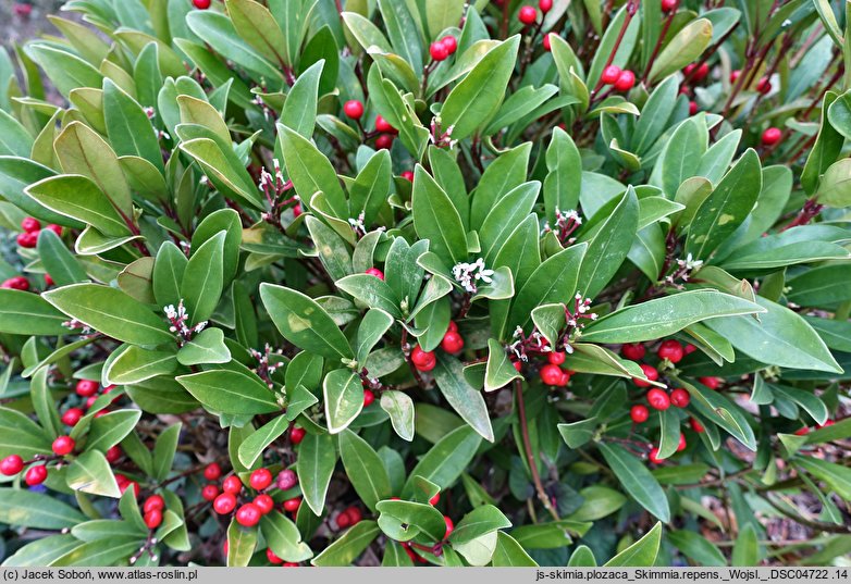 Skimmia repens (skimia płożąca)