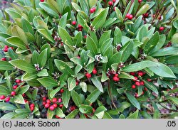 Skimmia repens (skimia płożąca)