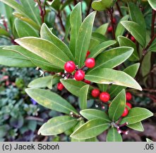 Skimmia repens (skimia płożąca)