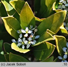 Skimmia repens (skimia płożąca)