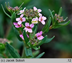 Aethionema coridifolium (skrzydlinka korisolistna)