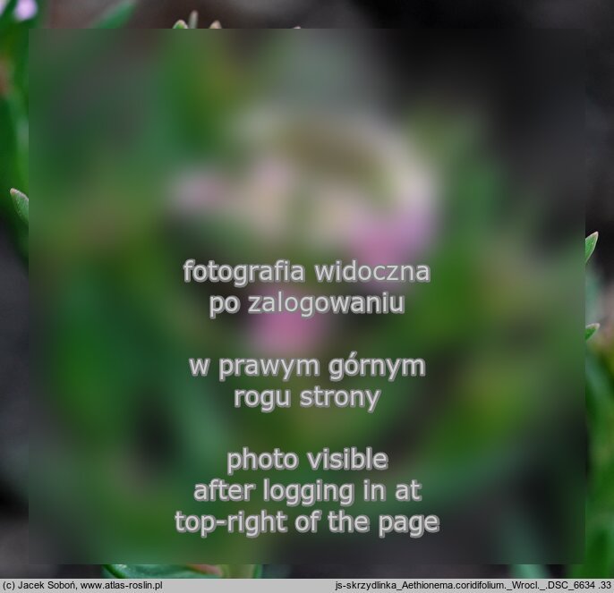 Aethionema coridifolium (skrzydlinka korisolistna)