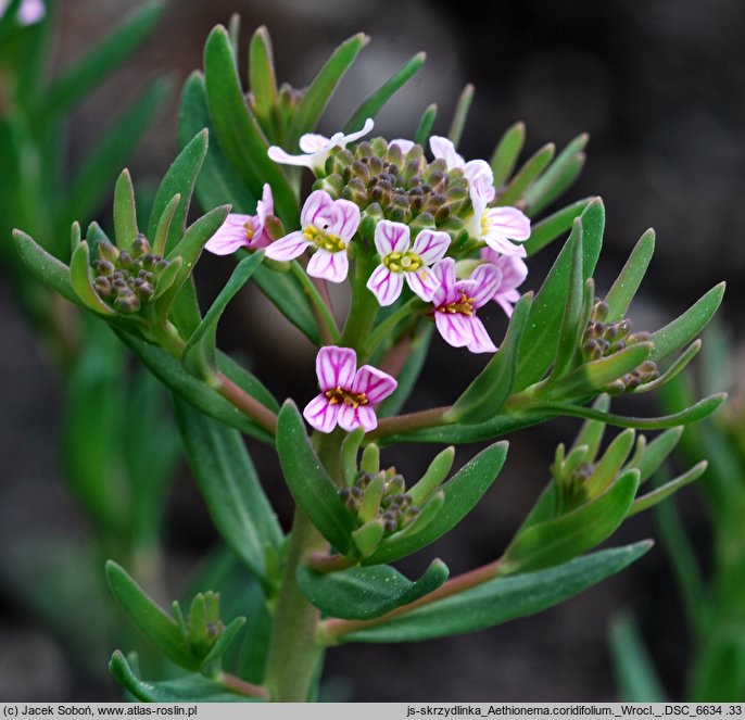 Aethionema coridifolium (skrzydlinka korisolistna)