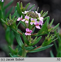 Aethionema coridifolium (skrzydlinka korisolistna)