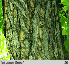 Pterocarya fraxinifolia (skrzydłorzech kaukaski)