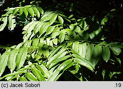 Pterocarya fraxinifolia (skrzydłorzech kaukaski)