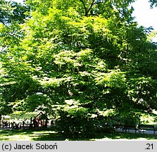 Pterocarya fraxinifolia (skrzydłorzech kaukaski)