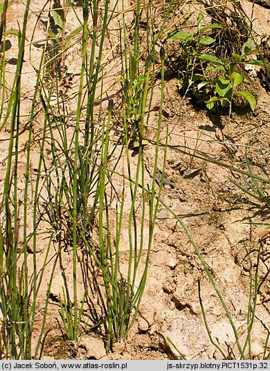 Equisetum palustre