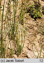 Equisetum palustre