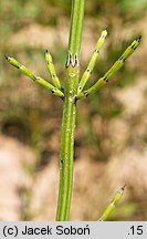 Equisetum palustre