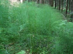 Equisetum telmateia