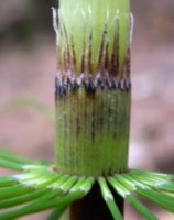 Equisetum telmateia